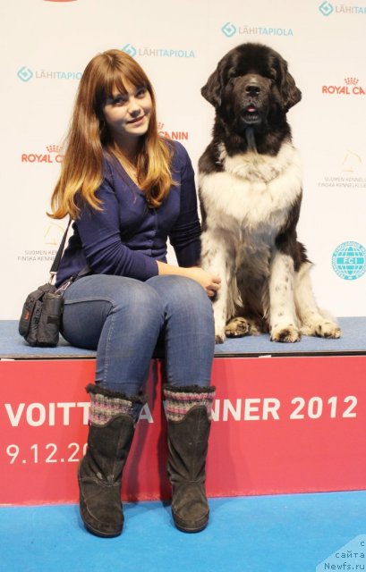 Фото: ньюфаундленд Питерньюф И Дид Ит Агаин (Piternyuf I Did It Again), Анастасия Кормакова