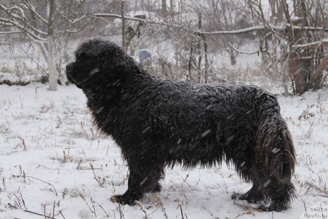 Фото: ньюфаундленд Дуняша с Берега Дона (Dunyasha s Berega Dona)