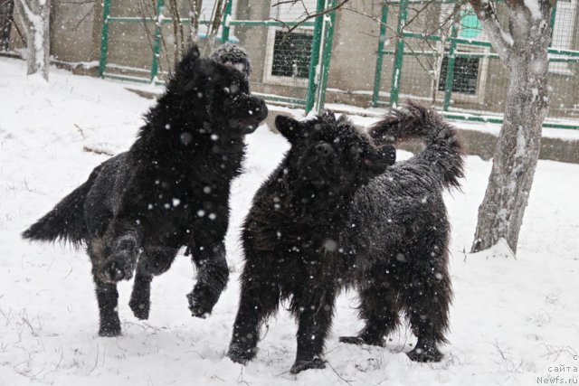 Фото: ньюфаундленд Звездный Дар Афина для Берега Дона (Zvezdnij Dar Afina dlja Berega Dona), ньюфаундленд Жемчужина Ростова с Берега Дона (Zhemchuzhina Rostova s Berega Dona)