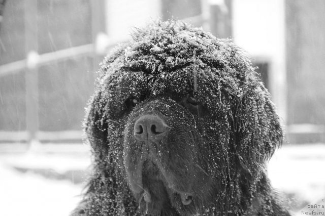 Фото: ньюфаундленд Доджер от Сибирского Медведя (Dodger ot Sibirskogo Medvedja)