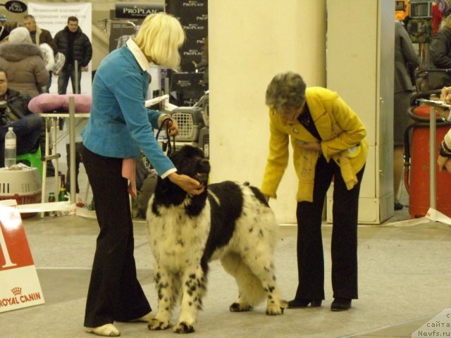 Фото: ньюфаундленд Bella Donna Barbaresco Super Mishka