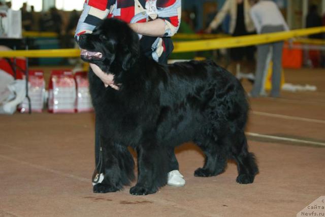 Фото: ньюфаундленд Блэк Долли Пейв Блэк (Blek Dolli Peyv Black)