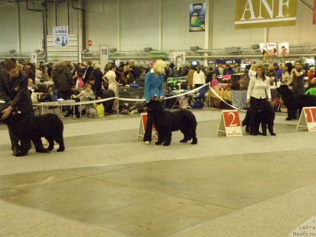 Фото: ньюфаундленд Vivid The Girl Super Mishka, ньюфаундленд Viva La Diva Super Mishka, ньюфаундленд Vanilla Sky Lady Super Mishka