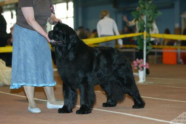 Фото: ньюфаундленд Акватория Келвин Голубая Лагуна