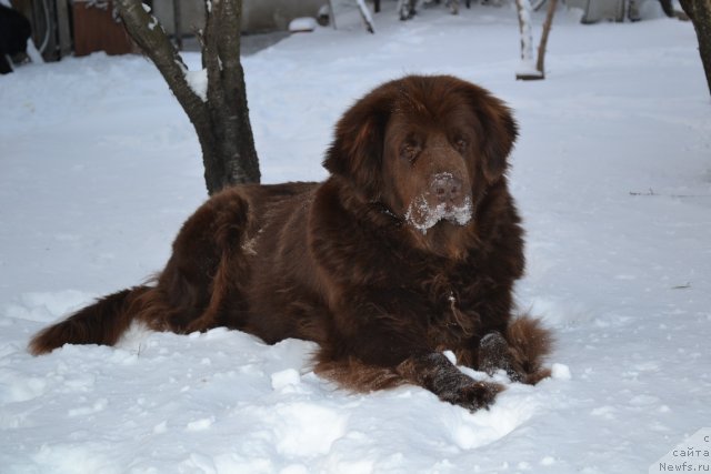 Фото: ньюфаундленд Аркадия Виват Арбона