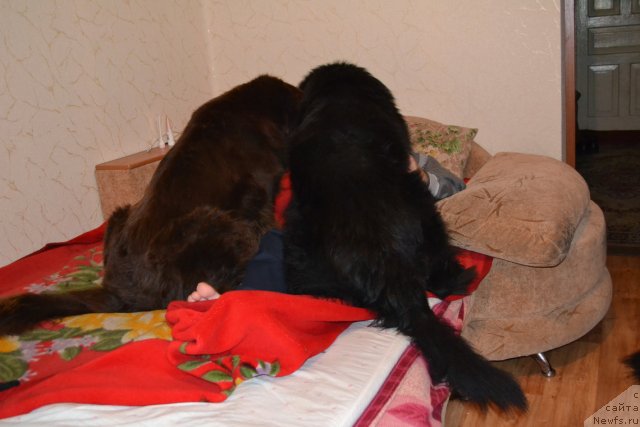 Фото: ньюфаундленд Аркадия Виват Арбона, ньюфаундленд Веридан Звездный Путь