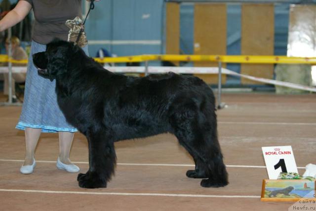 Фото: ньюфаундленд Акватория Келвин Голубая Лагуна