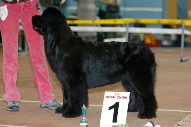 Фото: ньюфаундленд Супер Бизон Астория