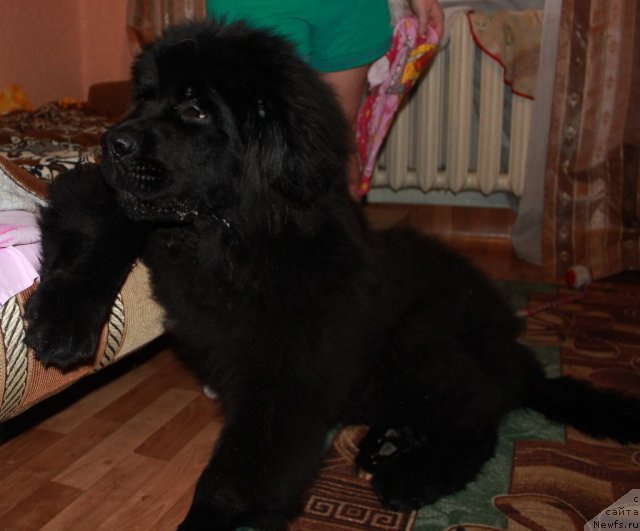 Фото: ньюфаундленд Айбл Ту Вин Династия Совершенства (Able To Win Dinastiya Soverchenstva)