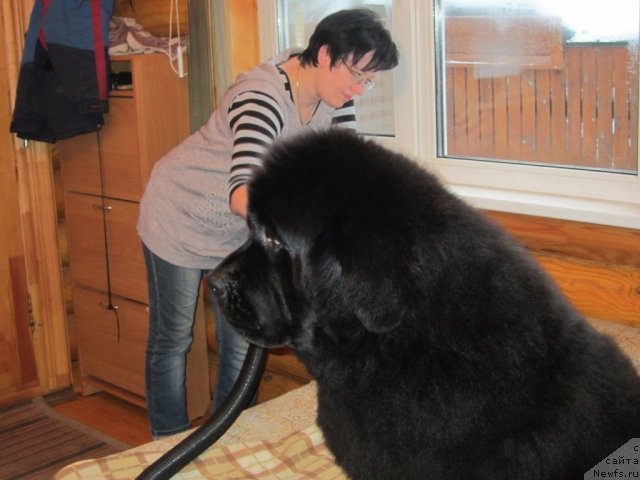 Фото: ньюфаундленд Very Fairweathers X'Got The Rhythm