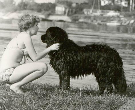 Фото: ньюфаундленд Серджам Никола