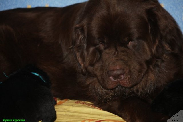 Фото: ньюфаундленд Великий Медведь Камелия