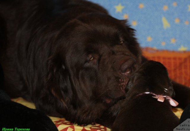 Фото: ньюфаундленд Великий Медведь Камелия