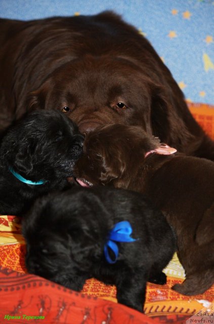 Фото: ньюфаундленд Великий Медведь Камелия