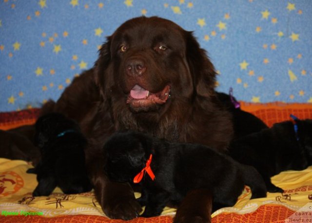 Фото: ньюфаундленд Великий Медведь Камелия