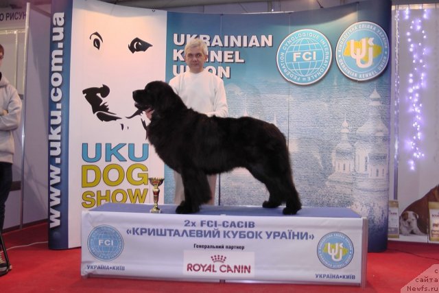 Фото: ньюфаундленд Порш Кайен (Porsche Cayene)