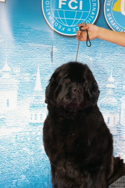 Фото: ньюфаундленд Ursinus Velutus Mission Impossible