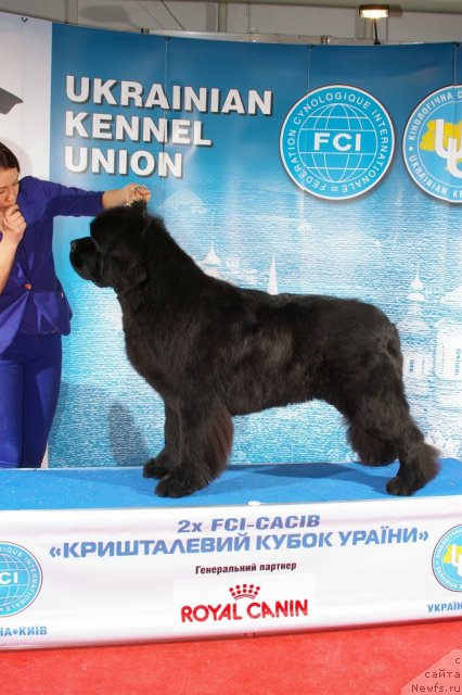 Фото: ньюфаундленд Steven Without Flattery Devoted