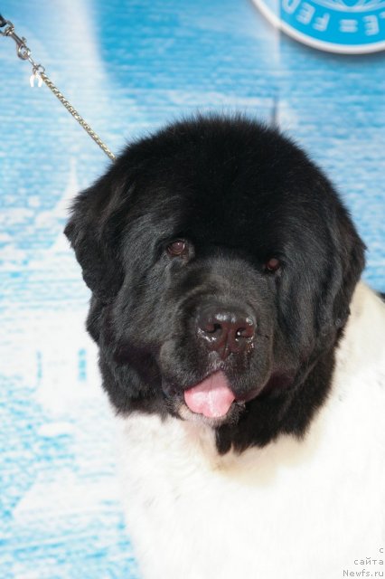 Фотография № 112927