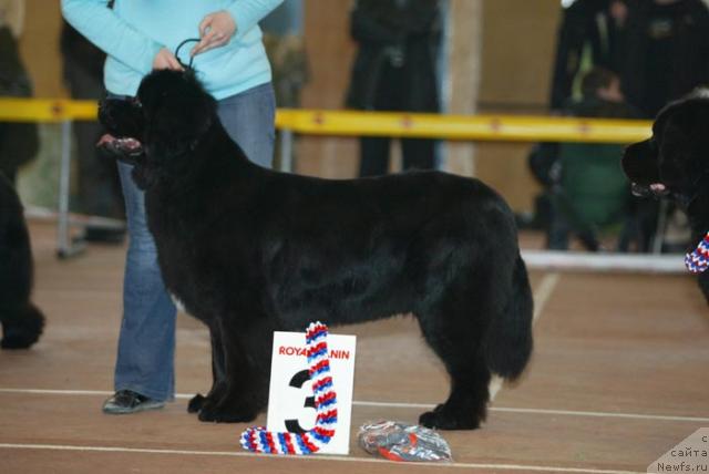 Фото: ньюфаундленд Венеция из Царства Медведей в Обуш Шед