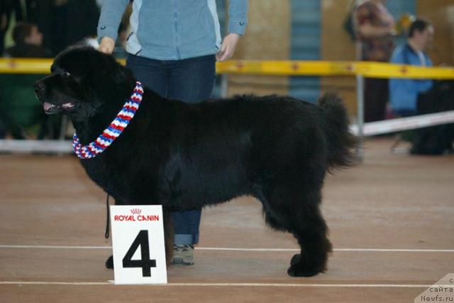 Фото: ньюфаундленд Акванавт из Тихого Омута (Akvanavt iz Tihogo Omuta)