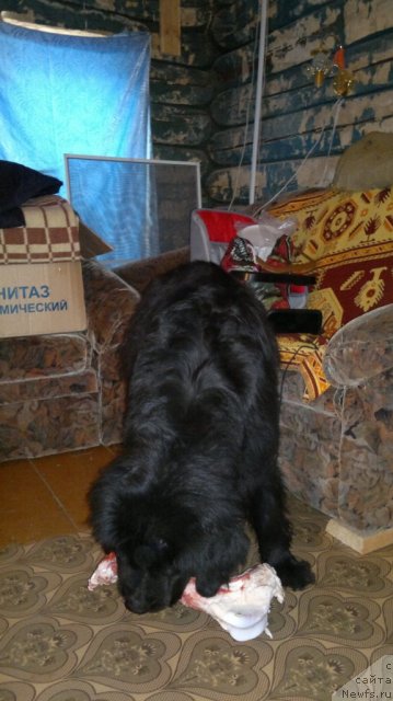 Фото: ньюфаундленд Ариэль Нежданная Награда