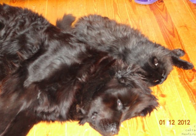 Фото: ньюфаундленд Александрия Моя Радость, Пушок