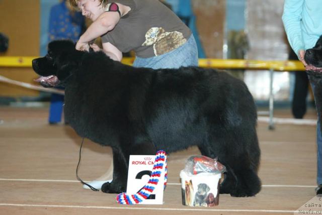 Фото: ньюфаундленд Денди Денжер из Медвежьего Яра (Dendi Denger iz Medvejyego Yara)