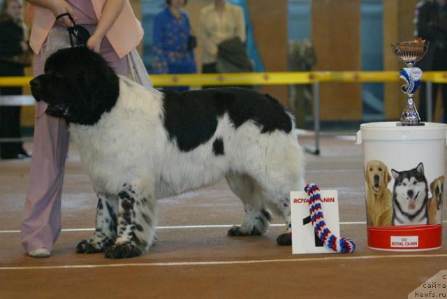 Фото: ньюфаундленд Супер Бизон Арго (Super Bizon Argo)