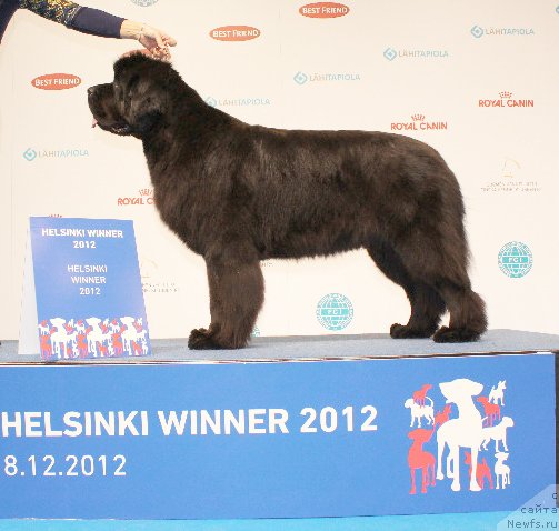 Фото: ньюфаундленд Бегущая по Волнам Дансинг Квин (Beguschaya po Volnam Dancing Queen)