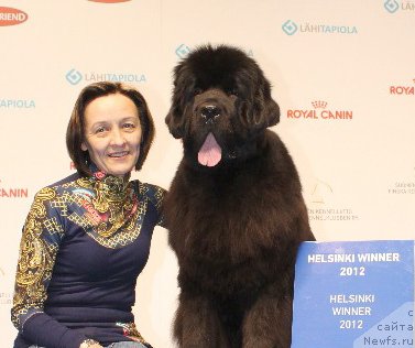 Фото: Ольга Королева, ньюфаундленд Бегущая по Волнам Дансинг Квин (Beguschaya po Volnam Dancing Queen)