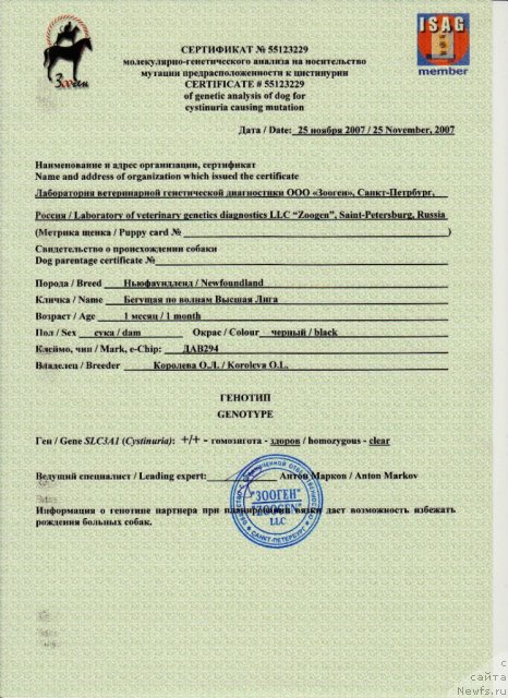 Фото: ньюфаундленд Бегущая по Волнам Высшая Лига