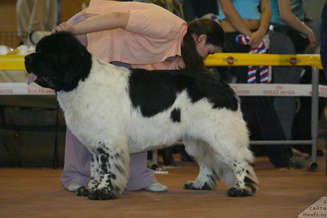 Фото: ньюфаундленд Супер Бизон Арго (Super Bizon Argo)