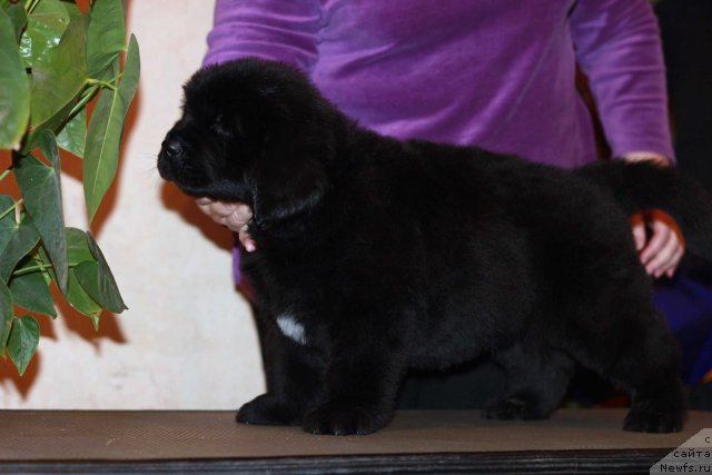 Фото: ньюфаундленд Дак Прайд Битер Свит (Dark Pride Bitter Sweet)