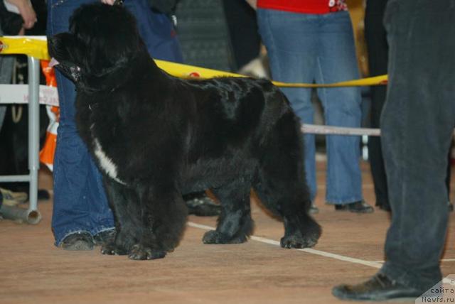 Фото: ньюфаундленд Супер Бизон Анталия