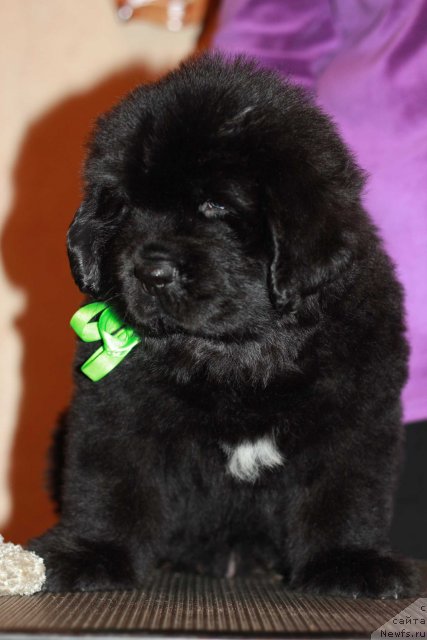 Фото: ньюфаундленд Дак Прайд Битер Свит (Dark Pride Bitter Sweet)