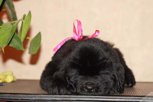 Фото: ньюфаундленд Дак Прайд Брайт Биас (Dark Pride Bright Bias)