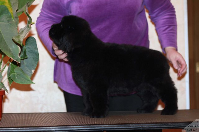 Фото: ньюфаундленд Дак Прайд Бонд'з Гёл (Dark Pride Bond's Girl)