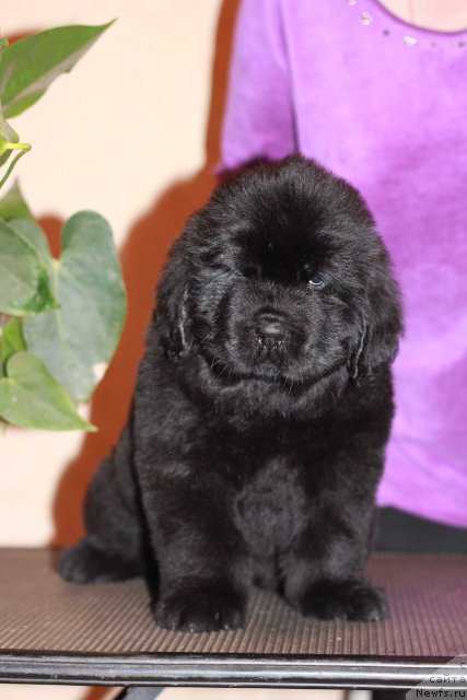 Фото: ньюфаундленд Дак Прайд Бонд'з Гёл (Dark Pride Bond's Girl)