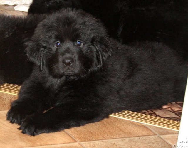 Фото: щенок, ньюфаундленд Fortuna of Giant's Island, и, ньюфаундленд Бегущая по Волнам Зеро Коол