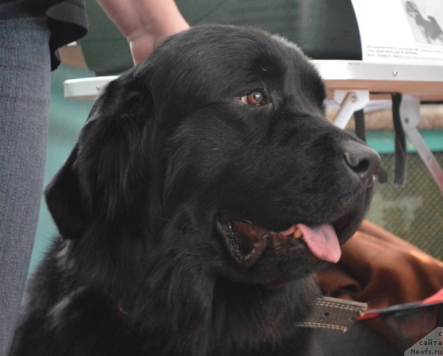 Фото: ньюфаундленд Аллегро Ассаи Луна