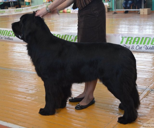 Фото: ньюфаундленд Аллегро Ассаи Луна