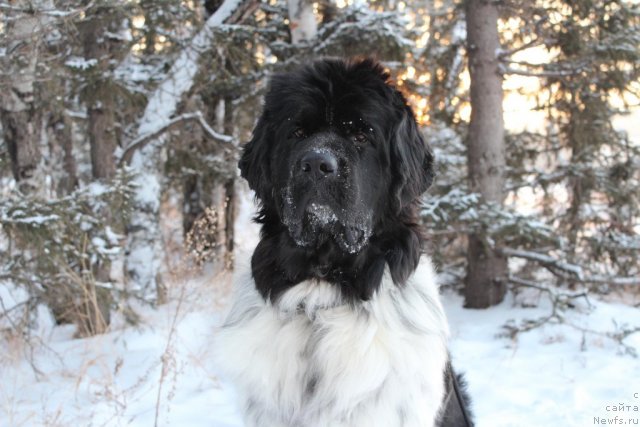 Фото: ньюфаундленд Аквиан Сонг Зест Бьютифул (Akvian Song Zest Beautiful)