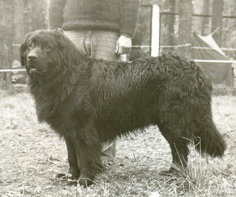 Фото: ньюфаундленд Гун Багир