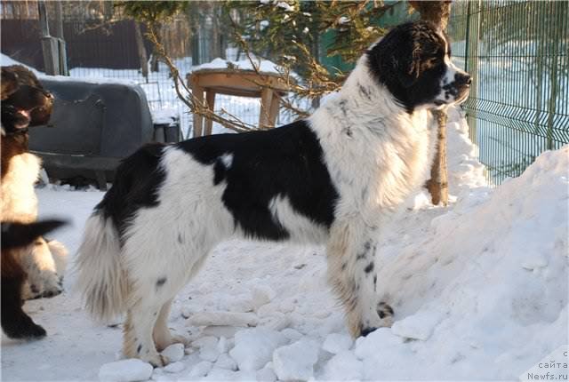 Фото: ньюфаундленд Флюфи Аваланч Сатисфастион оф Май Амбитионс (Fluffy Avalanche Satisfaction of My Ambitions)