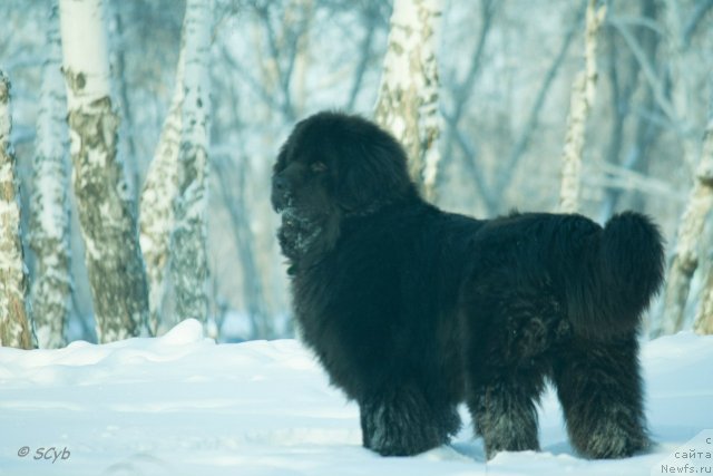 Фото: Анна Рогова, ньюфаундленд Ньюфорт Рэндом Блэк