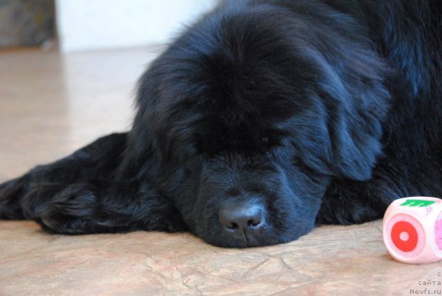 Фото: ньюфаундленд Славянка с Берега Дона (Slavjanka s Berega Dona)