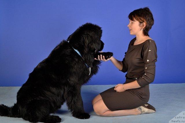 Фото: ньюфаундленд Их Высочество Виола Жанмоника (Ih Visochestvo Viola Zhanmonika), Людмила Кудрявцева