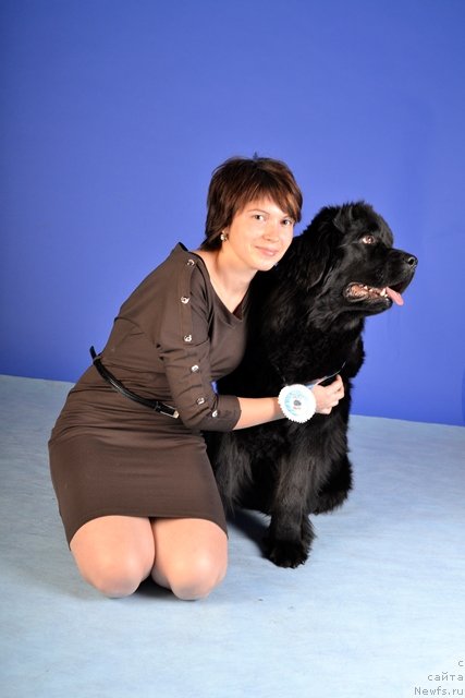 Фото: ньюфаундленд Их Высочество Виола Жанмоника (Ih Visochestvo Viola Zhanmonika), Людмила Кудрявцева