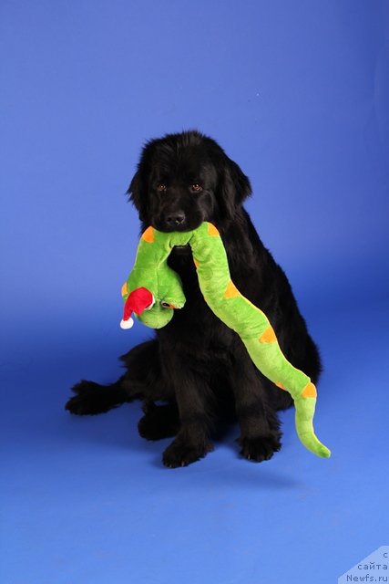 Фотография № 113029